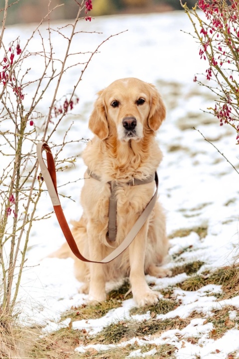 Golden retriever w szelkach siedzi na śniegu z smyczą IMAO MAYFAIR