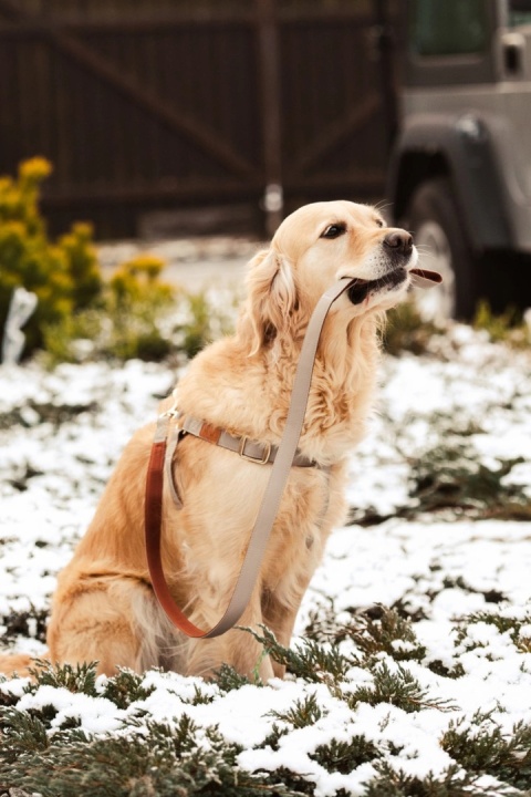 Golden retriever trzyma w pysku smycz IMAO MAYFAIR