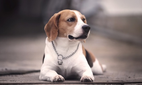 Beagle – mały łowca wielkiego serca. Poznaj tę rasę zanim Cię rozkocha!