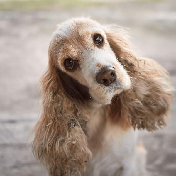 Cocker Spaniel – odkryj, dlaczego ta rasa skradnie Twoje serce i jak zadbać o jej potrzeby!