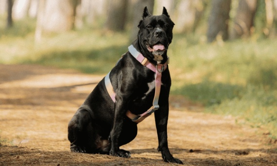 Cane Corso od rzymskiego strażnika do wiernego psa rodzinnego