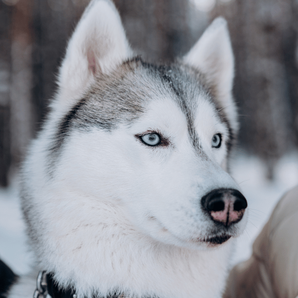 Husky syberyjski: historia, temperament i wymagania aktywnej rasy