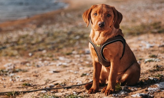 Labrador Retriever w Twoim Życiu: Radość, Przygoda i Rodzinna Harmonia