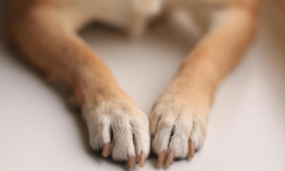 Jak bezpiecznie obcinać pazury u psa