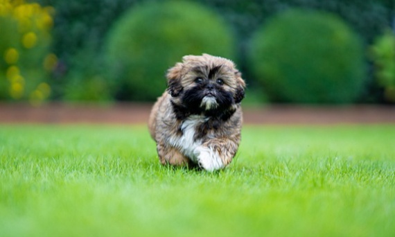 Shih Tzu – mały pies z wielkim sercem. Czy to idealny towarzysz dla Ciebie?