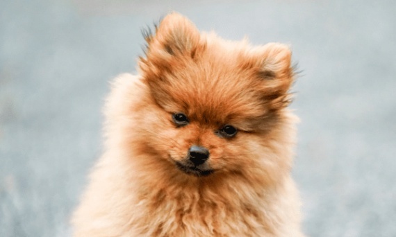 Szpic Miniaturowy – mały pies z wielkim sercem i ogromnym urokiem