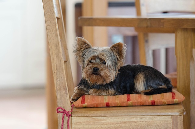 Yorkshire Terrier – charakter, wychowanie, pielęgnacja i ciekawostki