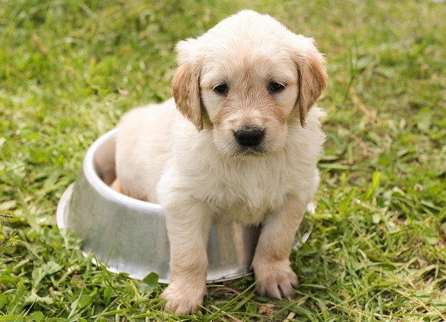 golden retriever szczeniak w metalowej misce