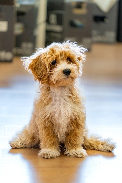 Maltipoo o karmelowo-białym umaszczeniu siedzący w domu