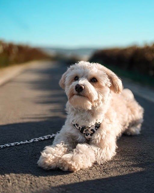 Maltipoo o kremowej sierści leżący na spacerze na asfalcie, pies rodzinny w szelkach