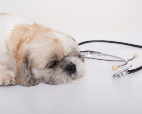 Chory pies rasy shih tzu u weterynarza, biegunka wymagająca konsultacji lekarskiej
