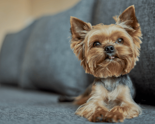Yorkshire terrier leżący na kanapie w mieszkaniu, idealny mały pies do bloku