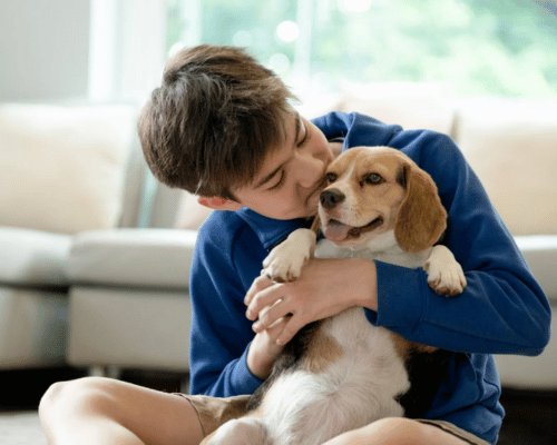 Chłopiec przytulający psa rasy beagle w mieszkaniu, przyjazny pies rodzinny do domu