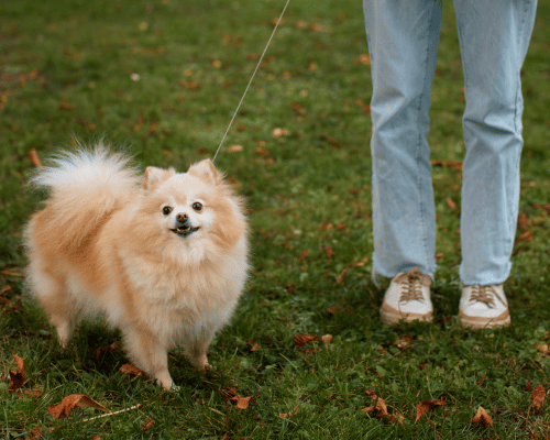 Uśmiechnięty szczeniak rasy pomeranian na pierwszym spacerze z właścicielką w parku