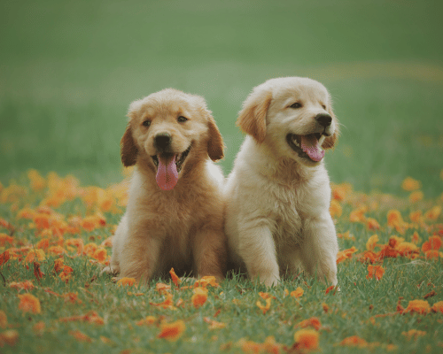 Dwa radosne szczeniaki golden retriever siedzące na trawie wśród pomarańczowych kwiatów