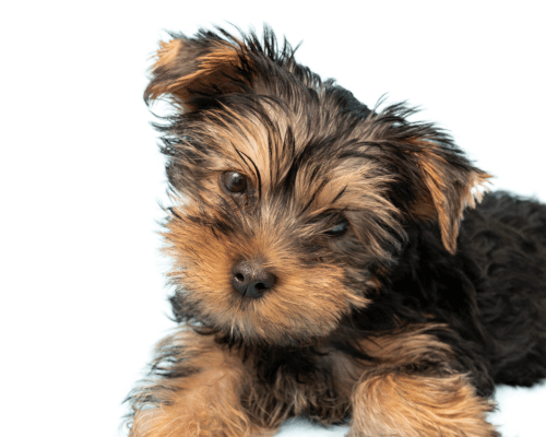 Szczeniak yorkshire terrier z przechyloną głową patrzący w kamerę na białym tle