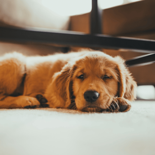 Golden Retriever odpoczywający na dywanie