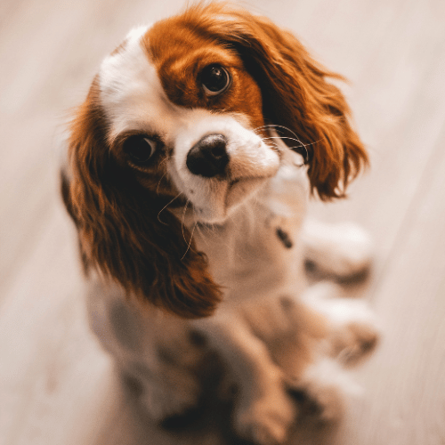 Cavalier King Charles Spaniel siedzący na podłodze – mały