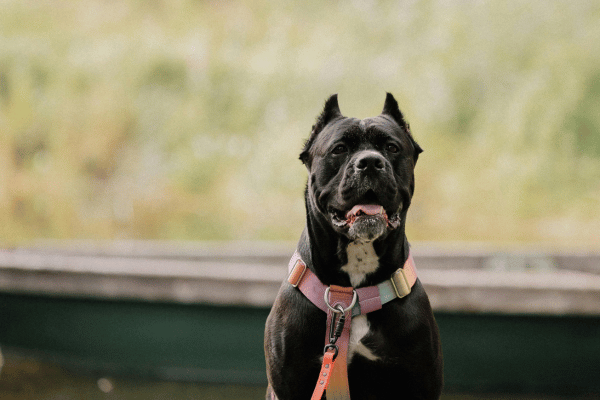 cane corso pies siedzący na tle zieleni w kolorowych szelkach