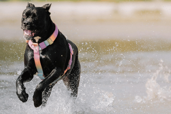 czarny cane corso pies biegnący po płytkiej wodzie w kolorowych 