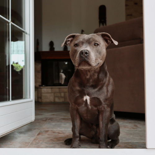 Amstaff w domu czujny i przyjazny pies rodzinny