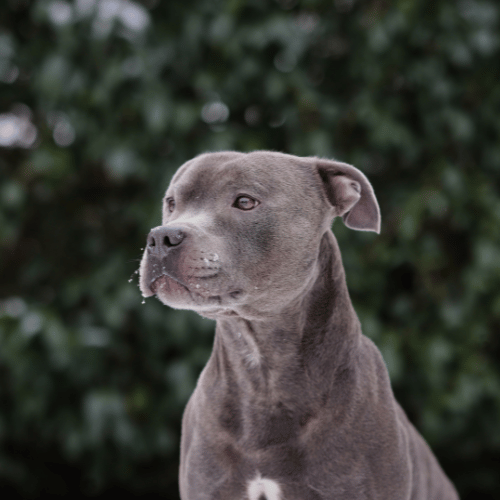  Amstaff na tle zieleni skupiony i czujny