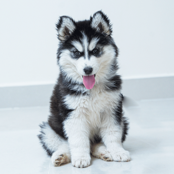 Szczeniak husky syberyjskiego siedzący w jasnym wnętrzu