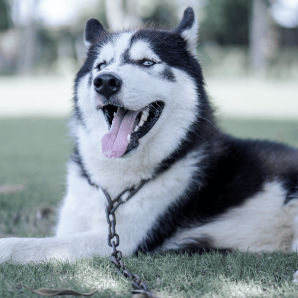 Dorosły husky syberyjski leżący na trawie z otwartym pyskiem