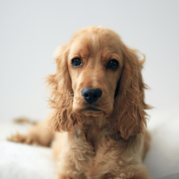 Starszy Cocker Spaniel biało-beżowy z długimi uszami patrzący w bok