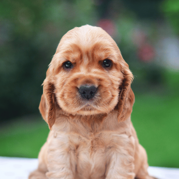 Szczeniak Cocker Spaniel rudy siedzący na tle ogrodu