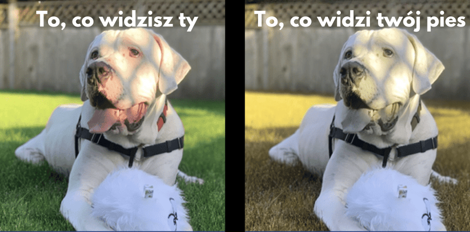 Porównanie widzenia – po lewej obraz widziany przez człowieka, po prawej jak widzi pies