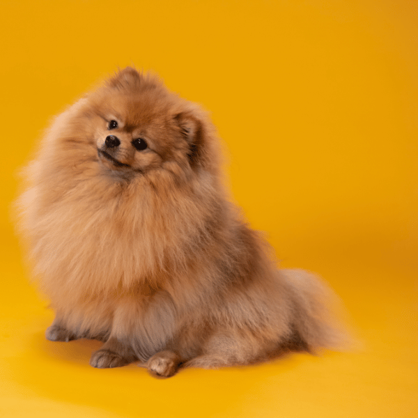 Szpic miniaturowy siedzący na żółtym tle w studio fotograficznym