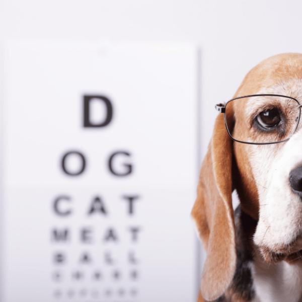 Pies w okularach przed tablicą okulistyczną – symboliczne badanie wzroku psa