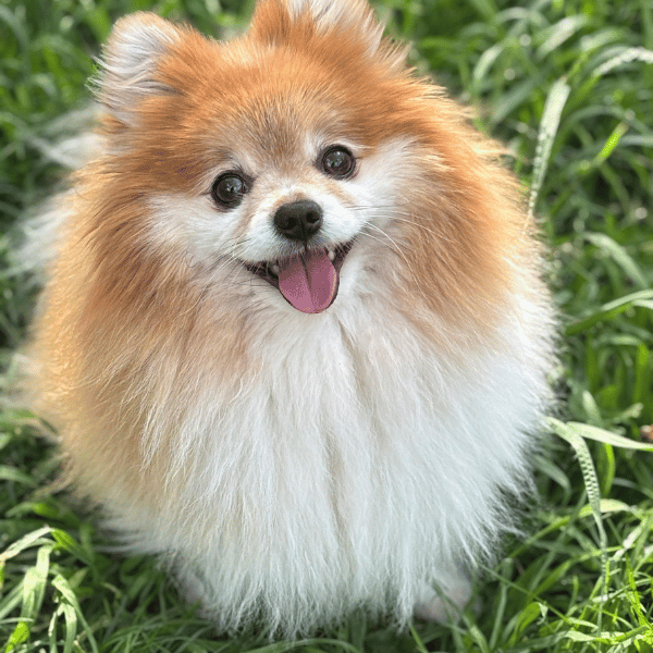 Szpic miniaturowy dorosły na zielonej trawie – puszysty pies